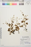 鹿場毛茛藏品圖，第1張