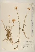 法國菊藏品圖，第1張