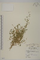 三脈種阜草藏品圖，第1張