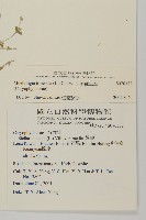 三脈種阜草藏品圖，第2張