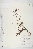 台灣黃鵪菜藏品圖，第1張