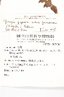 台灣黃鵪菜藏品圖，第2張