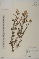 野茼蒿藏品圖，第1張