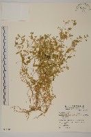 繁縷藏品圖，第1張