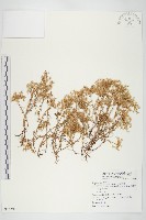 玉山佛甲草藏品圖，第1張