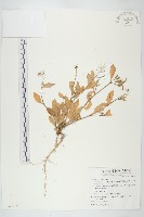 玉山筷子芥藏品圖，第1張