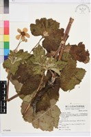 小白頭翁、野棉花藏品圖，第1張