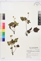 小白頭翁、野棉花藏品圖，第1張