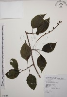 阿里山五味子藏品圖，第1張