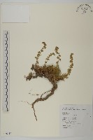 高山艾藏品圖，第1張