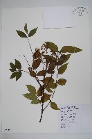 野漆樹藏品圖，第1張