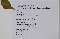 野漆樹藏品圖，第2張