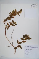 阿里山忍冬、漸尖葉忍冬藏品圖，第1張