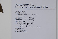 阿里山忍冬、漸尖葉忍冬藏品圖，第2張