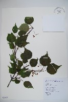 樺葉莢迷、玉山莢迷藏品圖，第1張