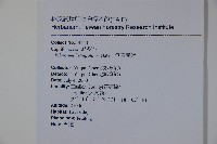 樺葉莢迷、玉山莢迷藏品圖，第2張