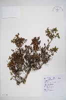 川上氏忍冬藏品圖，第1張