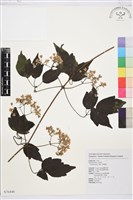 串鼻龍藏品圖，第1張