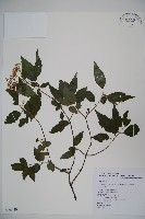 狹葉莢迷藏品圖，第1張