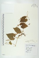 青牛膽藏品圖，第1張