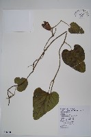 大葉馬兜鈴藏品圖，第1張