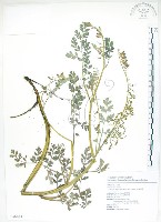 彎果黃菫藏品圖，第1張