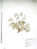 玉山金梅藏品圖，第1張