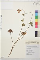 臺灣金蓮花藏品圖，第1張