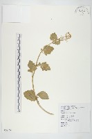 臺灣山芥菜藏品圖，第1張