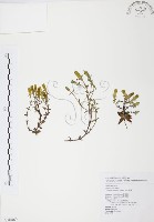 玉山龍膽藏品圖，第1張