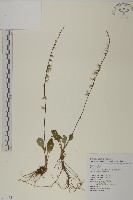 臺灣鬼督郵藏品圖，第1張