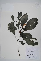 馬藍藏品圖，第1張