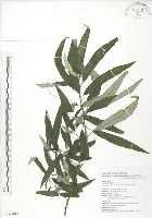 水麻藏品圖，第1張