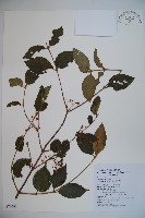 呂宋莢迷藏品圖，第1張