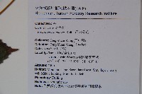 呂宋莢迷藏品圖，第2張