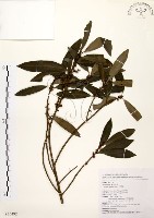 大明橘藏品圖，第1張