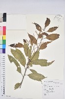 三斗石櫟藏品圖，第1張