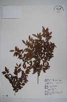 雲南冬青藏品圖，第1張