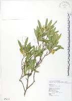 車桑子藏品圖，第1張