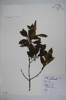 鐵冬青藏品圖，第1張