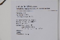 鐵冬青藏品圖，第2張