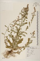 裏白鼠麴草藏品圖，第1張