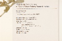 裏白鼠麴草藏品圖，第2張