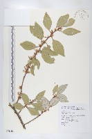 鄧氏胡頹子藏品圖，第1張