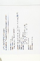 鄧氏胡頹子藏品圖，第2張