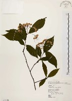 臺灣石楠藏品圖，第1張