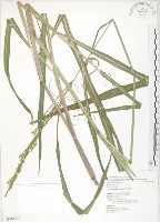 吳氏雀稗藏品圖，第1張