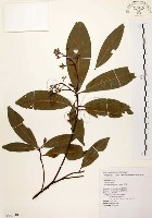 香楠藏品圖，第1張