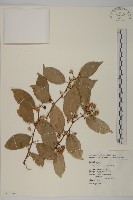 光果南蛇藤藏品圖，第1張