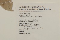 光果南蛇藤藏品圖，第2張